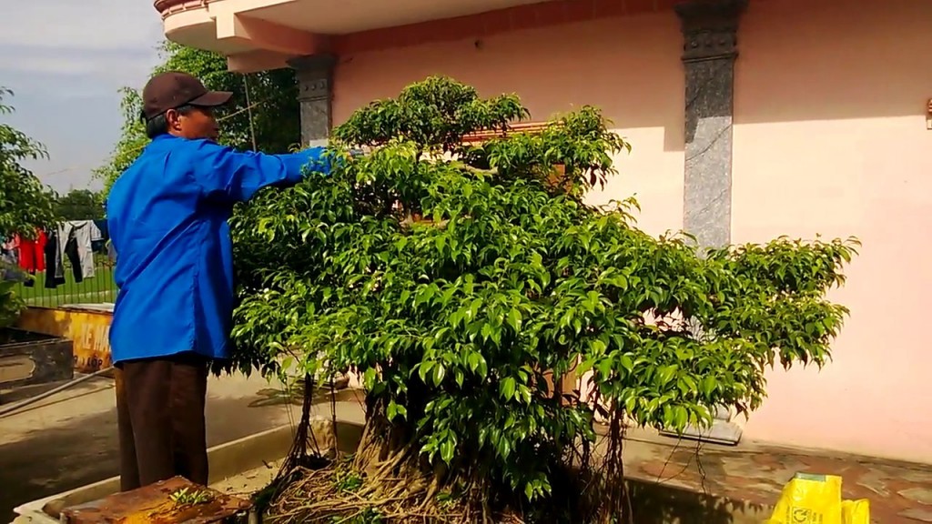 Kỹ thuật cắt tỉa cây