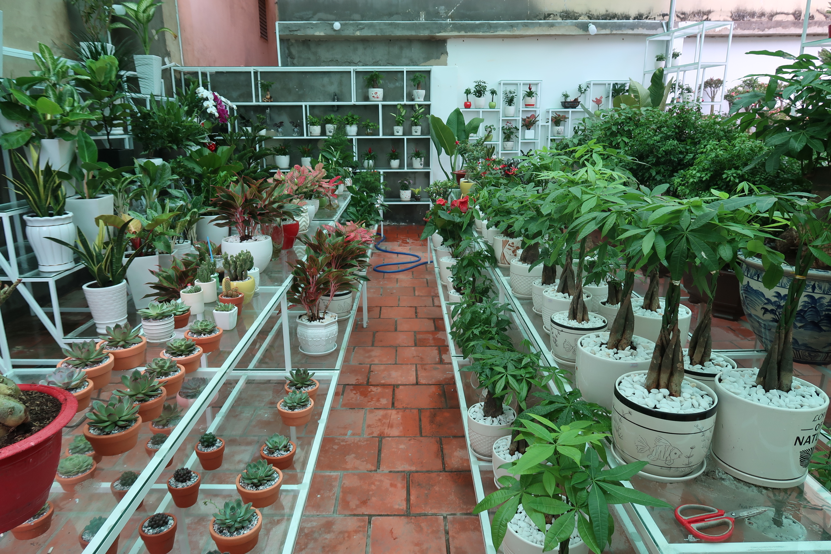 Vườn trồng các loại cây cảnh trogn chậu nhỏ